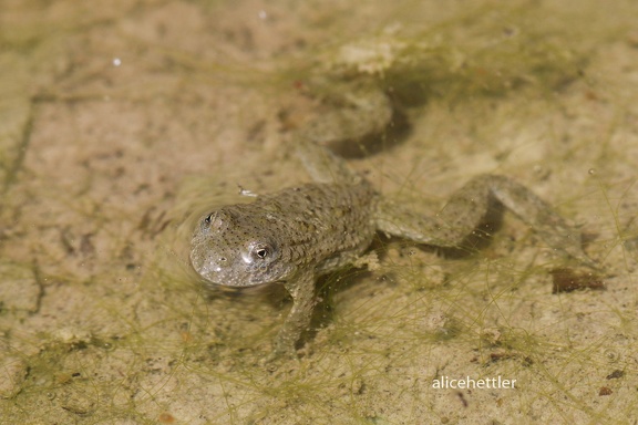 Gelbbauchunke (Bombina variegata)